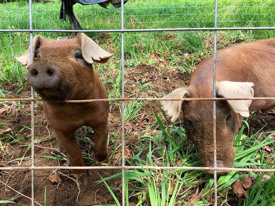 Duroc Pigs – Hospitality Spring Farm